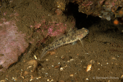 Gobius couchi