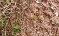 Alepidea multisecta