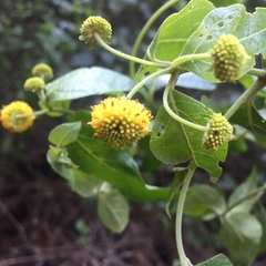 Podanthus ovatifolius