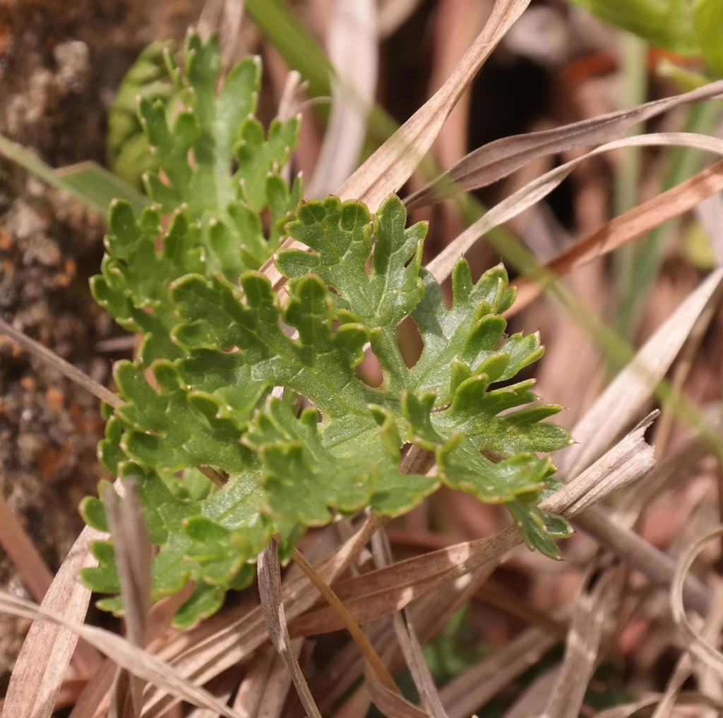 Alepidea multisecta
