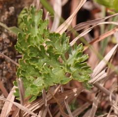 Alepidea multisecta