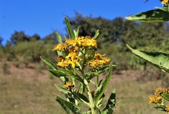 Verbesina virgata