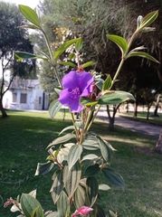 Andesanthus lepidotus