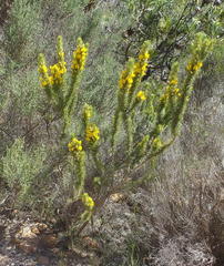 Aspalathus acanthes