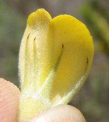 Aspalathus acanthes