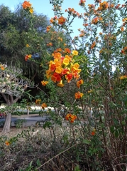 Streptosolen