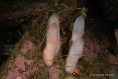 Ascidia virginea