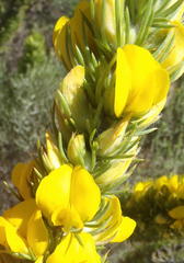 Aspalathus acanthes
