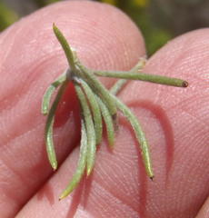 Aspalathus acanthes