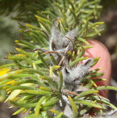 Aspalathus acanthes