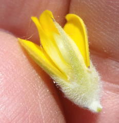 Aspalathus acanthes