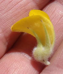 Aspalathus acanthes