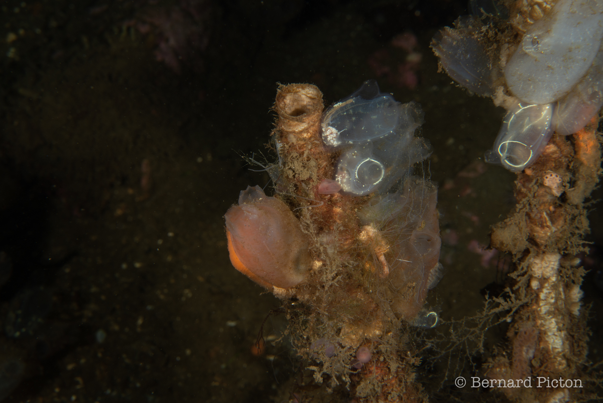 多樣疣足鱗蟲(多毛類蠕蟲) Chaetopterus variopedatus