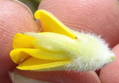 Aspalathus acanthes
