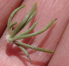 Aspalathus acanthes