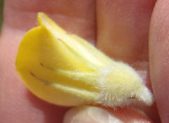 Aspalathus acanthes