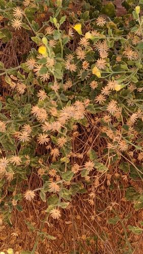 Image of Laphamia palmeri by (c) Darrin Gobble, some rights reserved (CC BY)