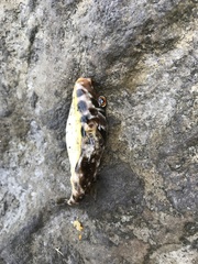 Sphoeroides marmoratus