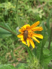 Acmaeodera cuprina