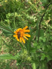 Acmaeodera cuprina