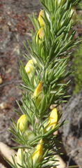 Aspalathus acanthes