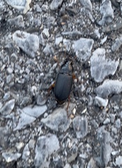 Harpalus