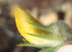 Aspalathus acanthes