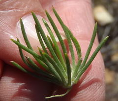 Aspalathus acanthes