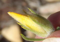 Aspalathus acanthes