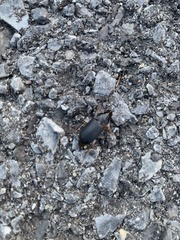 Harpalus