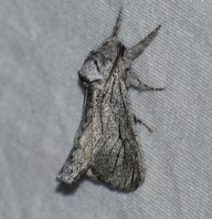 Inguromorpha itzalana