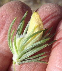Aspalathus acanthes