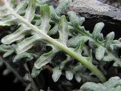 Jurinea filicifolia