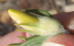 Aspalathus acanthes