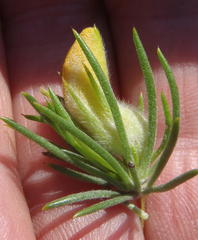 Aspalathus acanthes
