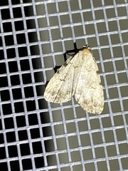 Dyspyralis puncticosta