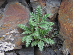 Jurinea filicifolia