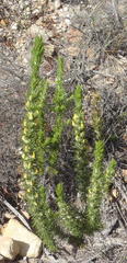 Aspalathus acanthes