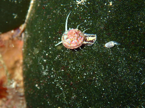 Cystiscidae