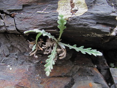 Jurinea filicifolia