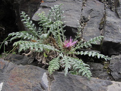 Jurinea filicifolia