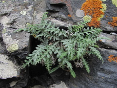 Jurinea filicifolia