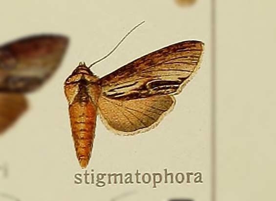 Shargacucullia