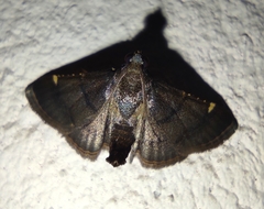 Hypsopygia pernigralis