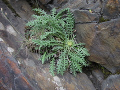 Jurinea filicifolia