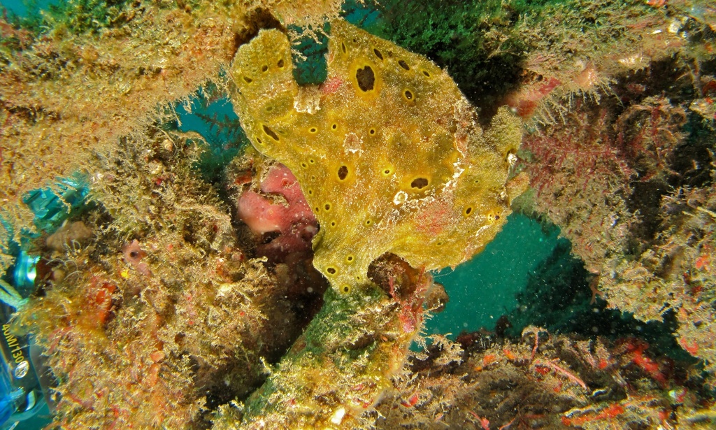 Gevlekte hengelaarsvis (Antennatus nummifer) — Antennariidae