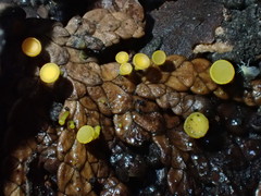 Chloroscypha alutipes