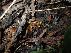 Chloroscypha alutipes