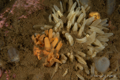 Polymastia boletiformis