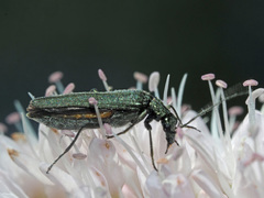 Oedemera virescens